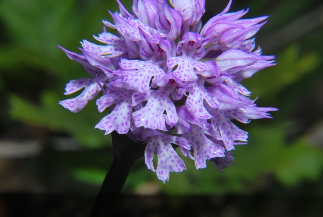 Orchidea: Neotinea tridentata